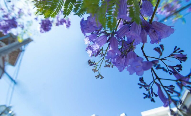  Hình ảnh hoa phượng tím dưới nắng xanh đẹp ngẩn ngơ lòng người làm hình nền đẹp