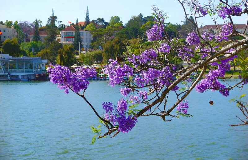 Hình nền laptop, PC với hình ảnh chùm phượng tím tháng 3 đẹp dịu dàng