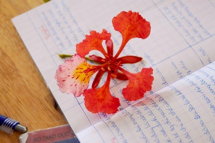 Hoa phượng và nét chữ học trò