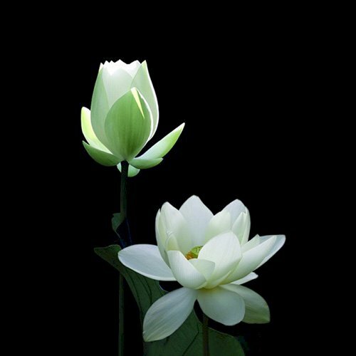 Top 101 hình ảnh hoa sen trắng nền đen đẹp nhất