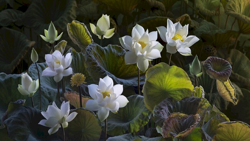 Hình ảnh hoa sen trắng 3D full HD đẹp