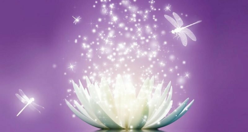 Hình nền họa tiết hoa cúc đẹp cho máy tính