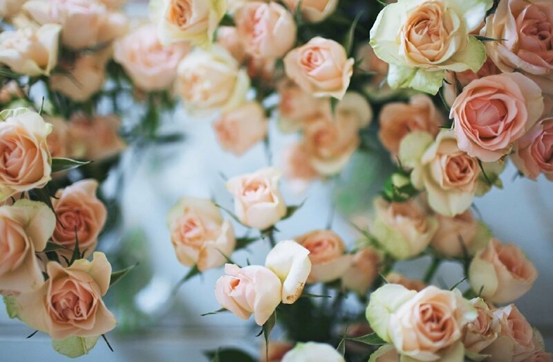 18 hình ảnh đẹp hoa hồng trắng đẹp nhất thế giới  Shop hoa tươi đẹp  Cocina Economica