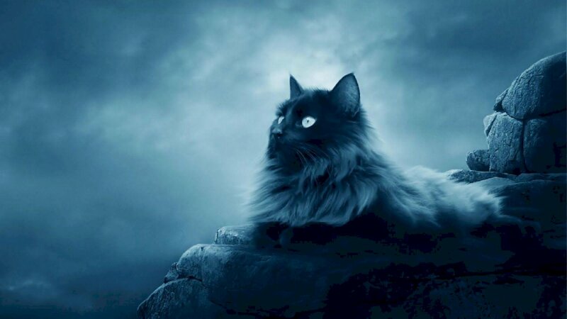 Hình ảnh mèo ngầu 3D ngồi trên vách đá