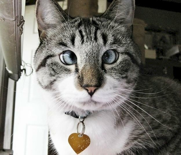 Chia sẻ hơn 95 hình nền mèo ngáo tuyệt vời nhất  Tin học Đông Hòa