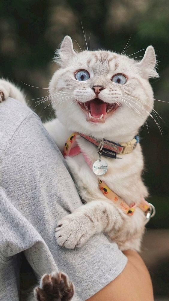 100 Hình ảnh mèo bựa siêu hài hước năm 2022  KhanhKhiem Blog
