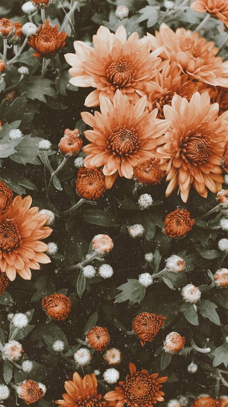 Find the perfect wallpaper vintage iPhone collection for your device