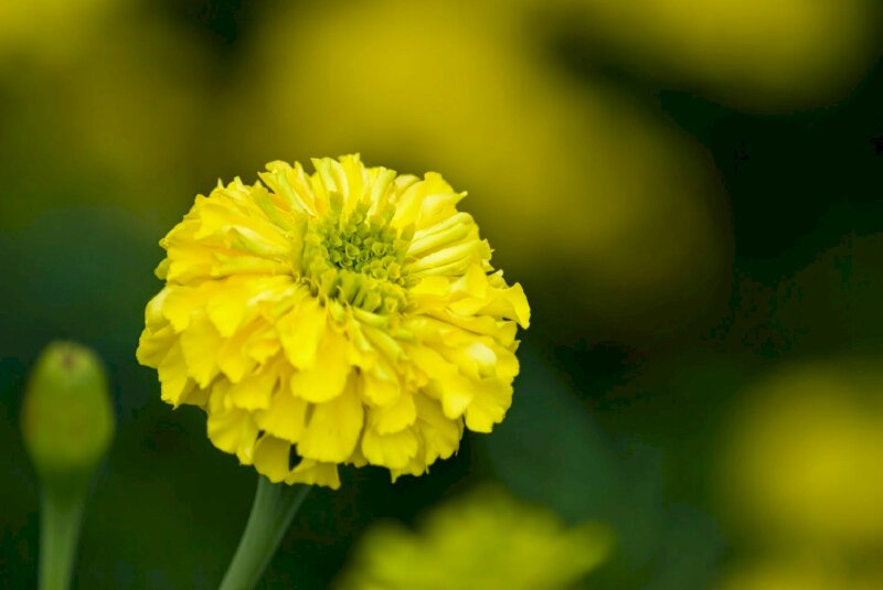 Hình nền hoa cúc vạn thọ đẹp cho laptop, máy tính