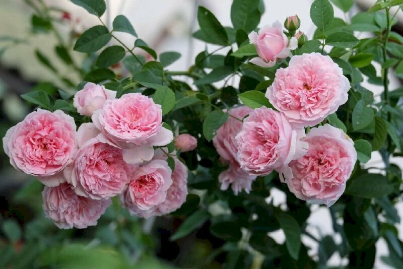 Hình nền hoa hồng Spirit of Freedom rose đẹp mắt