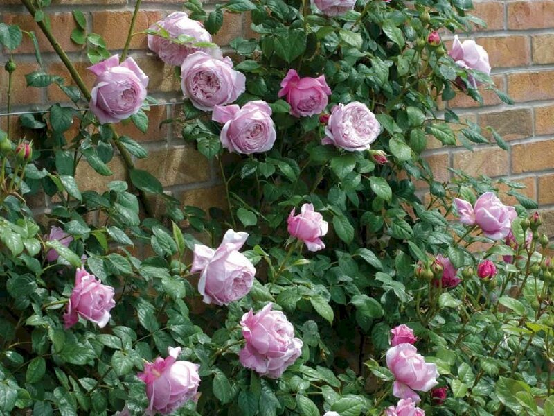 Hoa hồng Spirit of Freedom rose làm hình nền đẹp