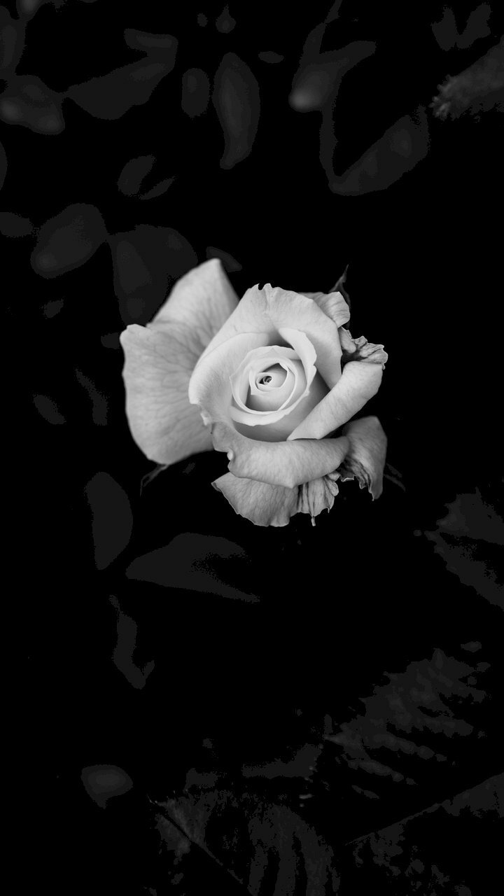 Hãy tìm kiếm những khoảnh khắc đầy cảm xúc với bộ sưu tập ảnh hoa hồng trắng nền đen đầy tinh tế và sang trọng. Những đoá hoa hồng trắng ngày càng nổi bật trước nền đen và tạo nên một bức tranh rực rỡ với sắc màu tươi sáng.