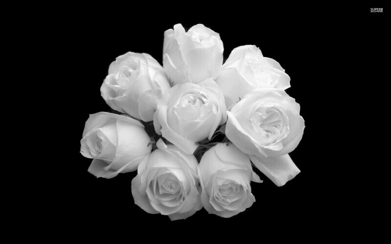 Ảnh hoa hồng trắng nền đen sẽ thổi bay tất cả những mệt mỏi trong cuộc sống của bạn. Với sự tinh tế và tuyệt đẹp của nó, hãy cùng thư giãn và ngắm nhìn những bông hoa đầy thanh khiết trong hình ảnh này.