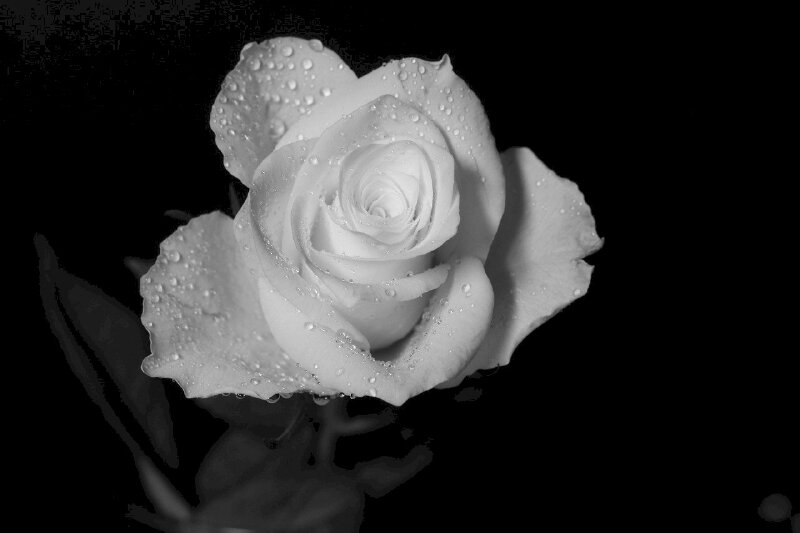 Bạn yêu thích sự tinh tế và độc đáo của hình ảnh không? Ảnh hoa hồng trắng nền đen sẽ là lựa chọn hoàn hảo cho bạn. Được tạo nên từ màu đen đầy bí ẩn cùng với vẻ đẹp tuyệt đẹp của bông hoa hồng trắng, những tác phẩm nghệ thuật này sẽ chắc chắn làm bạn say đắm và choáng ngợp.