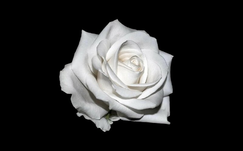 Top 101 ảnh hoa hồng trắng nền đen đẹp nhất