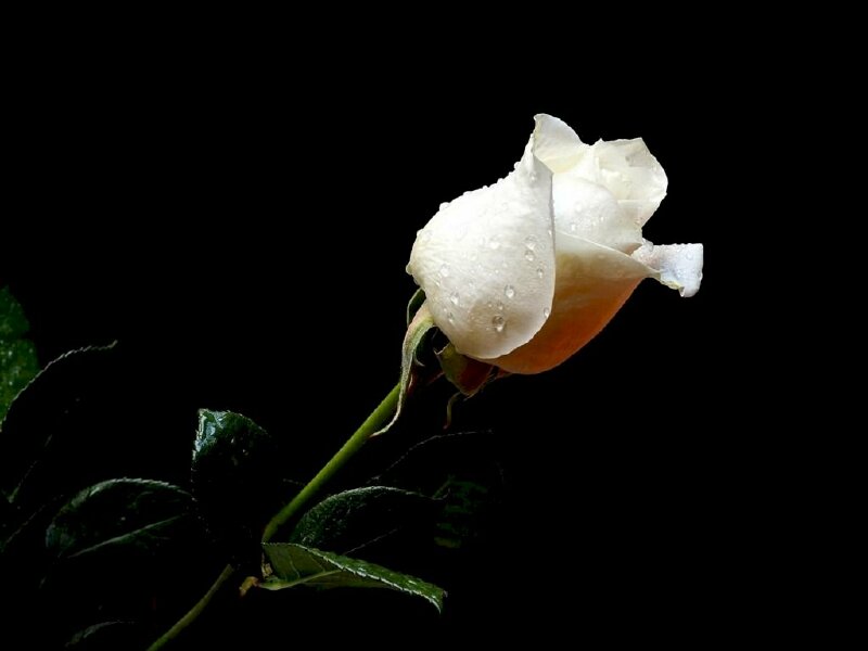 Hình nền động  Hoa hồng trắng tinh khiết