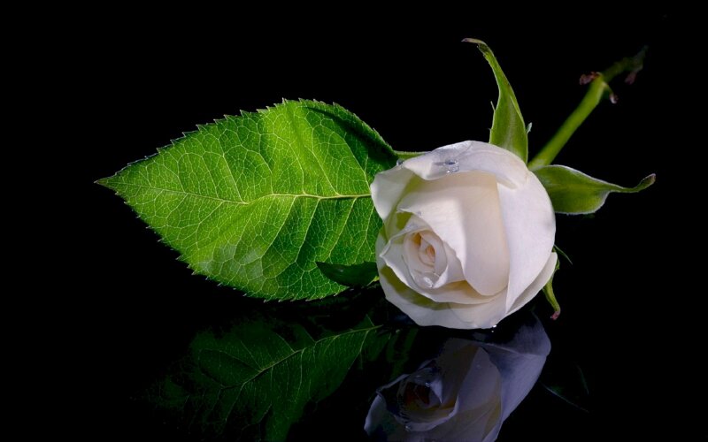 Ảnh hoa hồng trắng nền đen: Sự tương phản độc đáo giữa màu trắng và nền đen đem lại cho ảnh hoa hồng trắng nền đen vẻ đẹp đầy mê hoặc. Hoa hồng trắng như những bông tuyết khiêm tốn trên nền tối đen, khiến cho vẻ đẹp của chúng trở nên nổi bật và đầy thu hút.