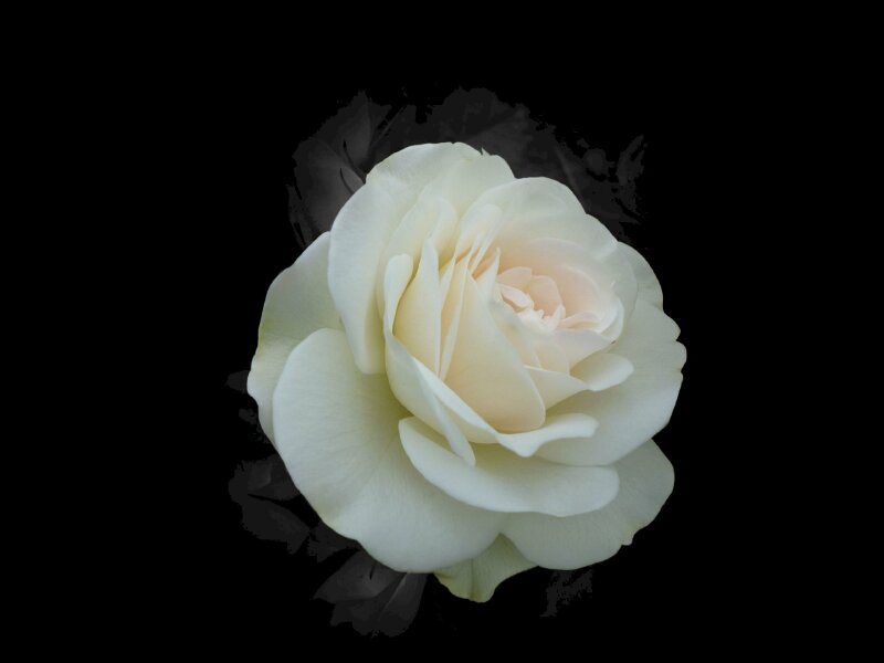 Top 101 ảnh hoa hồng trắng nền đen đẹp nhất