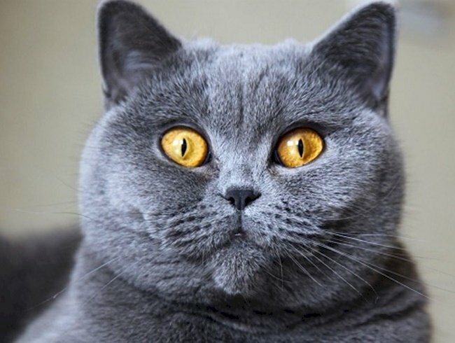 Mèo Anh lông ngắn xám xanh là giống mèo đang rất được ưa chuộng