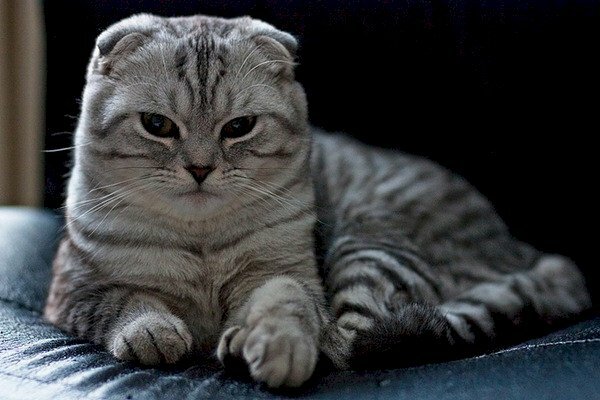 Hình ảnh mèo anh lông ngắn tai cụp Scottish Fold