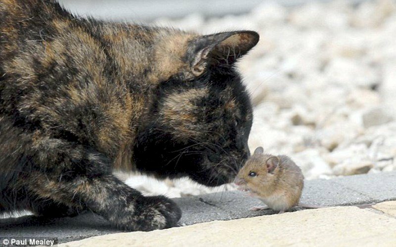 Hình ảnh mèo đuổi chuột hài hước