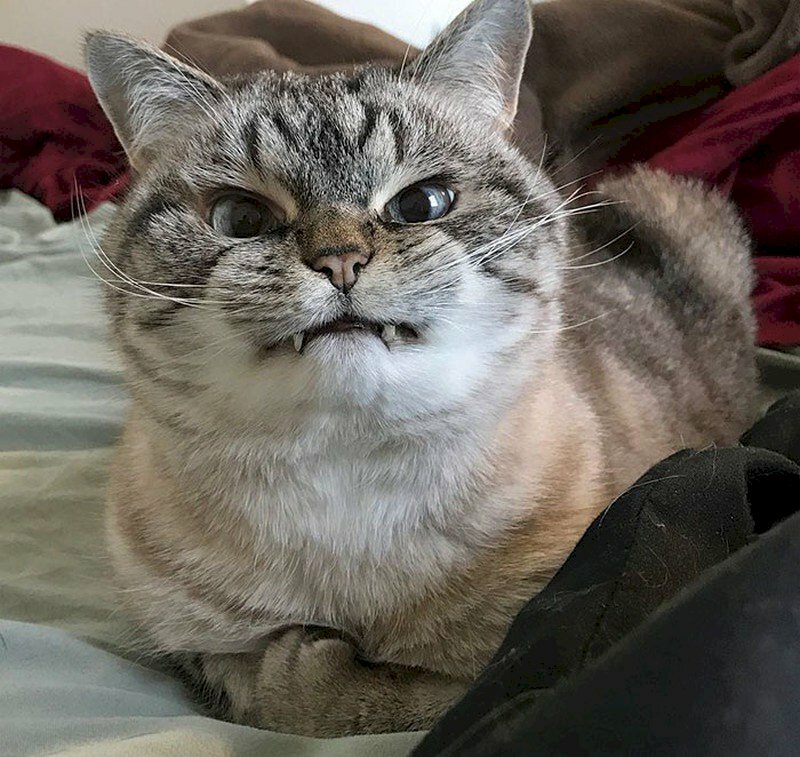 Hình hình họa mèo xinh tươi tức giận dỗi nhe răng