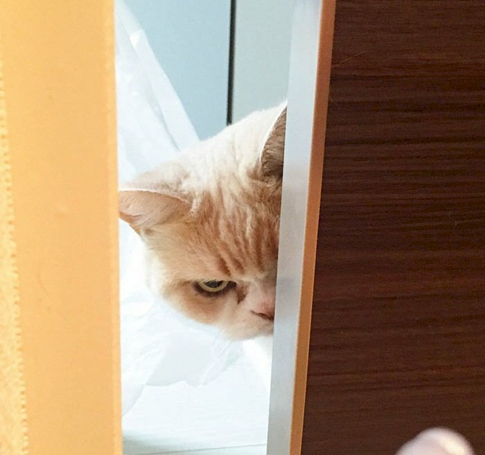 Hình hình họa mèo xinh tươi tức giận dỗi núp sau cửa