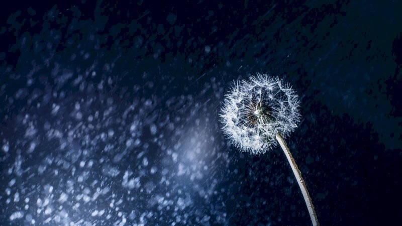 Hình nền hoa bồ công anh trong tuyết đẹp