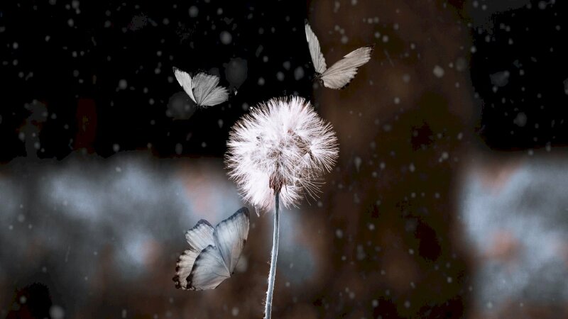 Khung hình nền hoa bồ công anh trong tuyết với những cánh bướm lẻ loi thật đẹp mắt