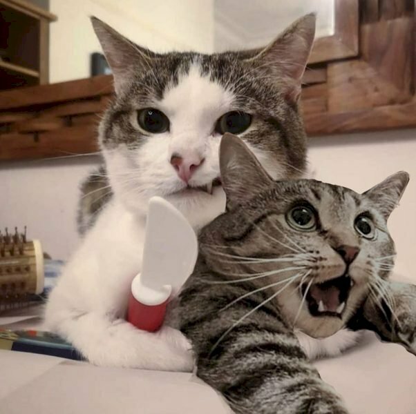 Hình ảnh con mèo cầm dao rình rập đe dọa hài hước