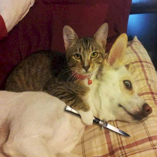 Hình ảnh con mèo cầm dao kề cổ chó hài hước