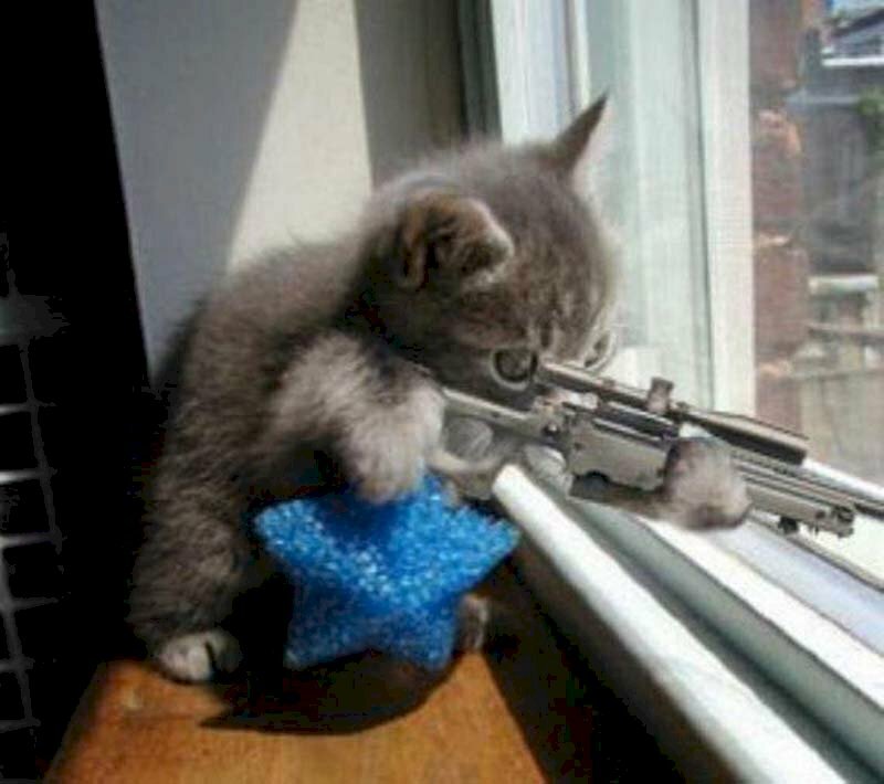 Ảnh chế mèo cầm súng hài hước