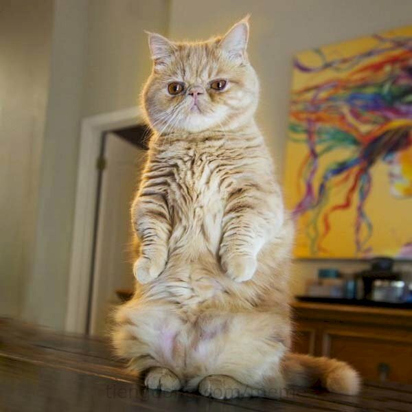 Nếu bạn yêu thích mèo, bạn sẽ không thể bỏ qua bức ảnh mèo đứng đẹp nhất này. Điều đó khiến bạn cảm thấy như đang chiêm ngưỡng một tác phẩm nghệ thuật sáng tạo.
