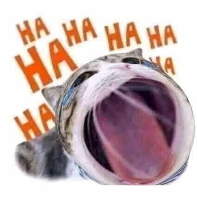 Hình ảnh mèo há mồm meme cười ha ha