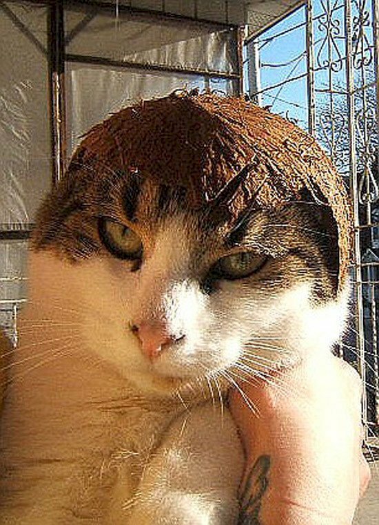 Hình ảnh mèo đội mũ quả dừa cute