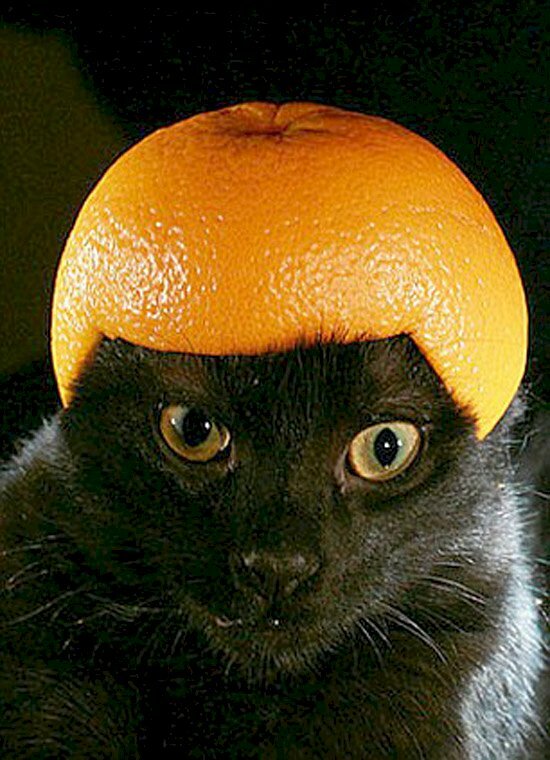 Hình ảnh mèo đội mũ quả cam cute