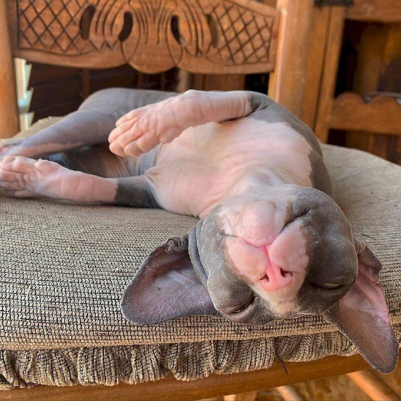 Hình ảnh mèo không lông Sphynx đẹp nằm ngủ
