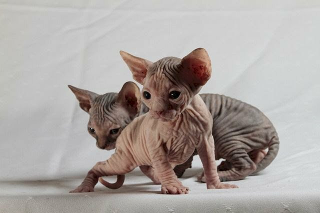 Hình ảnh mèo không lông Sphynx con đẹp