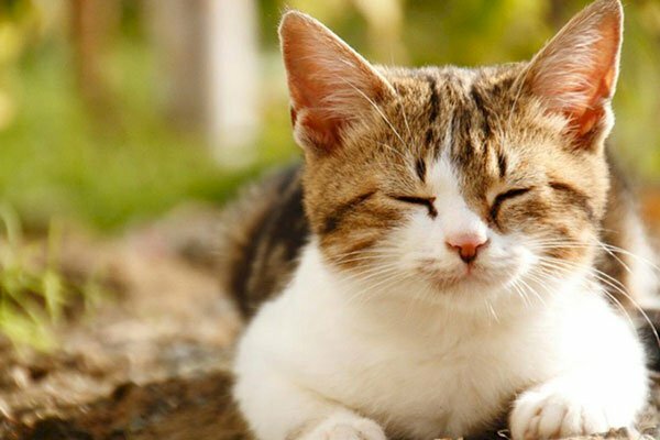  Hình ảnh mèo tam thể cute nhắm mắt