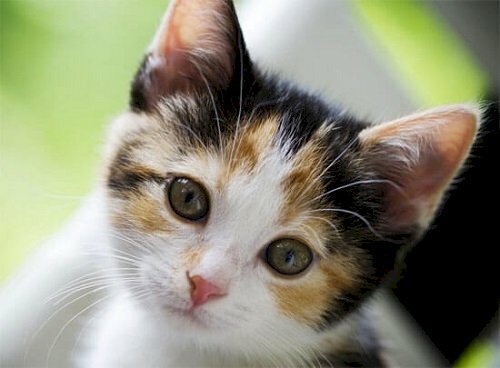 Mèo tam thể đẹp nhất sẽ khiến bạn say mê. Với bộ lông mượt mà và đa dạng họa tiết, chúng thực sự là một loài vật đáng yêu. Hãy xem những hình ảnh này để khám phá nét đẹp của mèo tam thể đẹp nhất và trở thành Fan của loài mèo này.