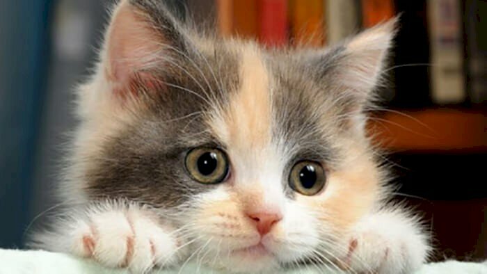 Hình ảnh mèo tam thể đẹp leo trèo duyên dáng