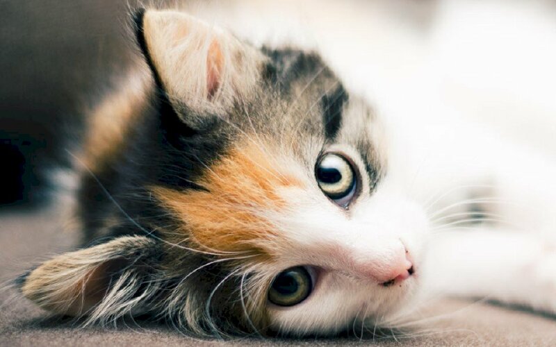 Tổng hợp hình ảnh mèo tam thể đáng yêu dễ thương nhất