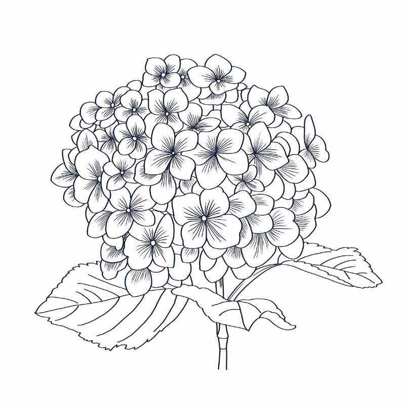 Hình nền hoa cẩm tú cầu: Xem ngay hình nền lung linh với hoa cẩm tú cầu, tạo cảm giác thanh lịch và sang trọng cho màn hình điện thoại của bạn.