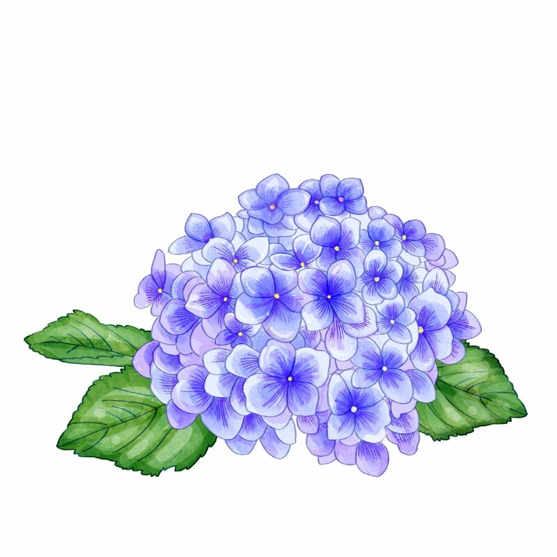 Hình nền hoa cẩm tú cầu là một trong những hình nền được yêu thích nhất hiện nay, cung cấp cho bạn một bức tranh đẹp mắt và đầy màu sắc. Bởi vì hoa cẩm tú cầu được biết đến là một loại hoa độc đáo và quý giá.