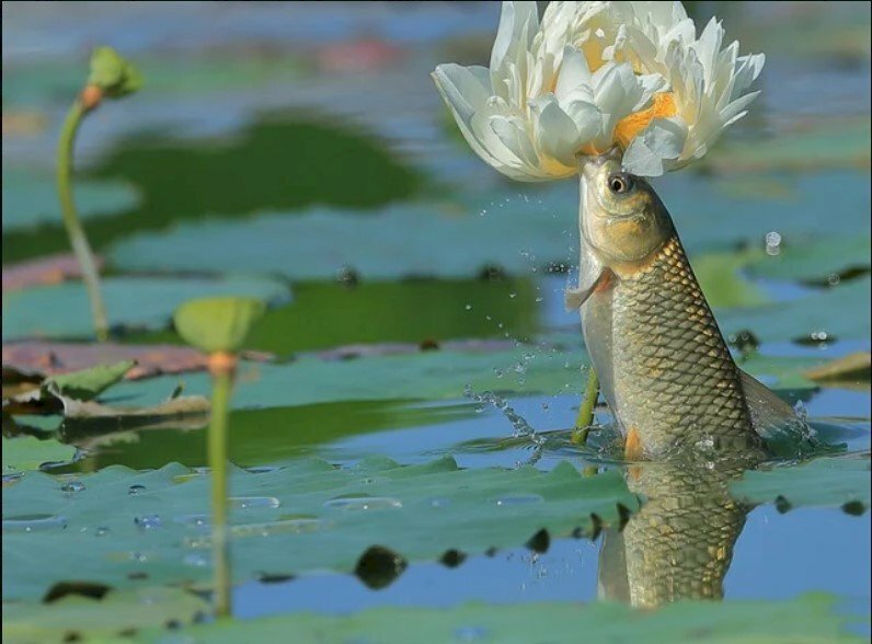 Cá chép hoa sen - Chỉ cần nhìn vào hình ảnh của cá chép hoa sen này, bạn sẽ bị mê hoặc bởi sự độc đáo và tinh tế của nó. Sự tương phản giữa cá chép và hoa sen giúp tôn lên vẻ đẹp của nhau, khiến cho bức tranh trở nên sống động và đầy màu sắc. Hãy cùng đắm chìm trong thế giới độc đáo này và trải nghiệm cảm giác thật tuyệt vời.
