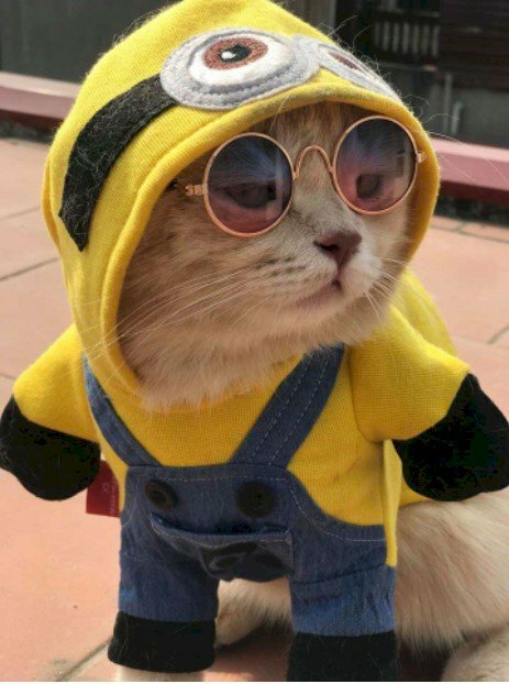 Một chú mèo đeo kính thật ấn tượng và đáng yêu. Hình ảnh này không chỉ mang đến sự dễ thương mà còn cảm giác hài hước để giải trí cho mọi người.