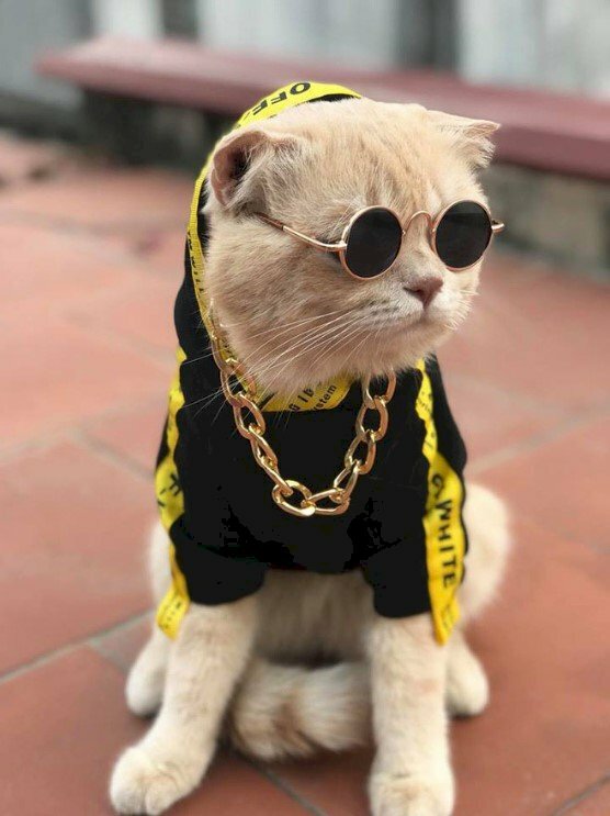 Hình ảnh mèo đeo kính chất và mang dây chuyền