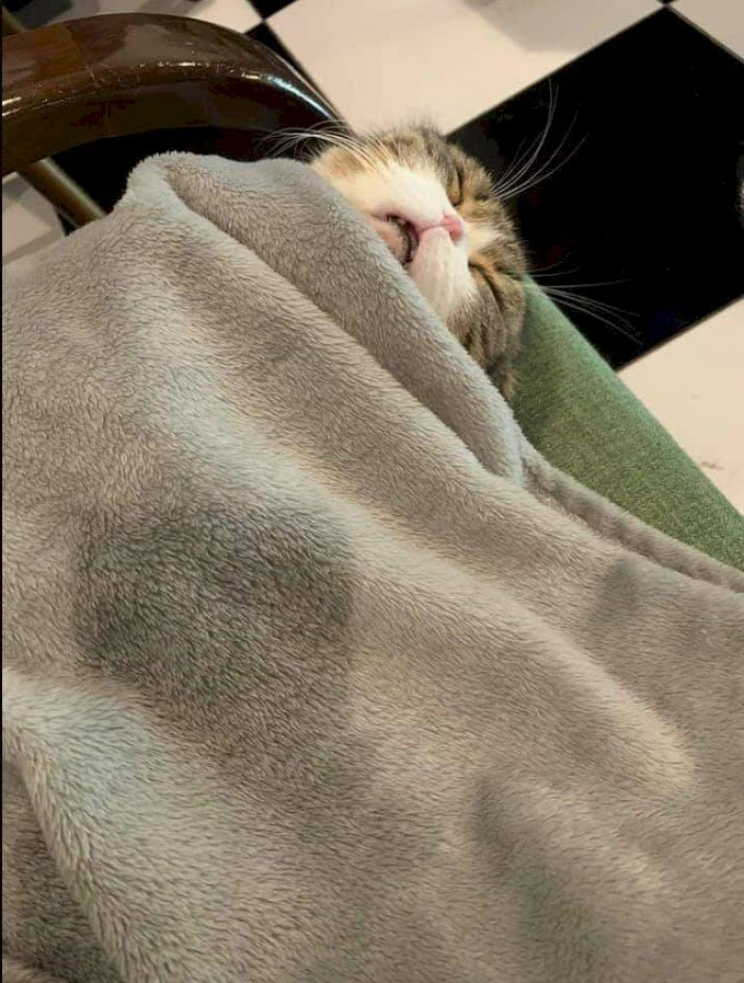 Mèo ngủ siêu hot: Xem hình ảnh của những chú mèo cực kỳ dễ thương và đáng yêu trong giấc ngủ khoan thai. Sự êm đềm của chúng sẽ đem lại cho bạn cảm giác thư giãn tuyệt vời trong những ngày năng động.