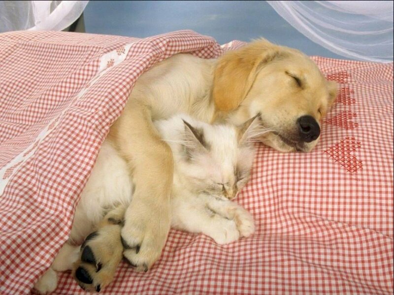 Hình ảnh meme chó ôm mèo đắp mền ngủ