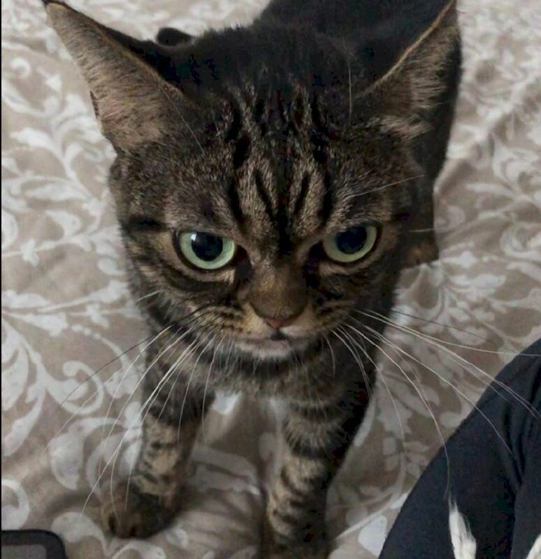 Hình ảnh mèo quạo hài