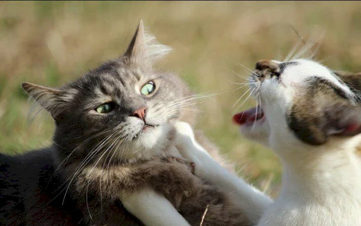 Hình ảnh mèo đôi đánh nhau hài hước